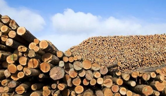 中國為世界上最大的木材進口國 美國排名第二